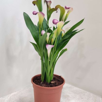 Calla Pink Lily 14.5 cm pot