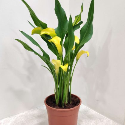 Calla Yellow Lily 14.5 cm pot