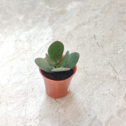 Caring Small Crassula Ovata 'Jade' Plant 5.5 cm pot