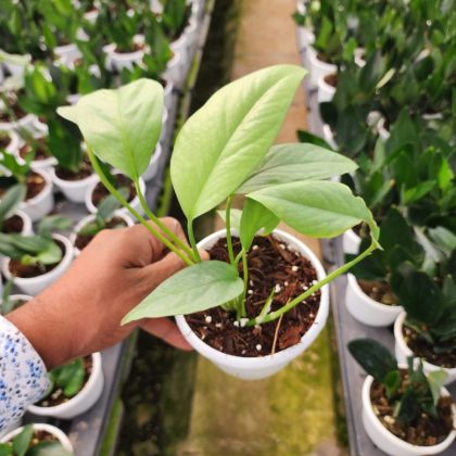 Cebu Blue Pothos 10 cm pot