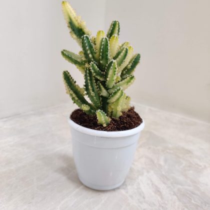 Cereus Peruvianus Floridus 5.5 cm pot