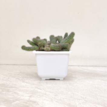 Chaemolobivia Canary (Peanut Cactus) 12 cm pot