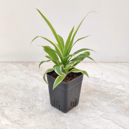 Chlorophytum 8.5 cm pot
