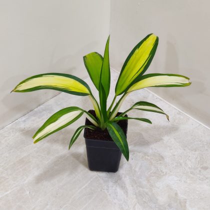 Chlorophytum Capense 'Variegatum' 8.5 cm pot