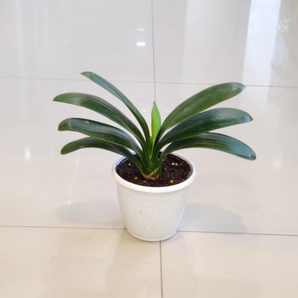 Clivia Green Plants 12 cm pot