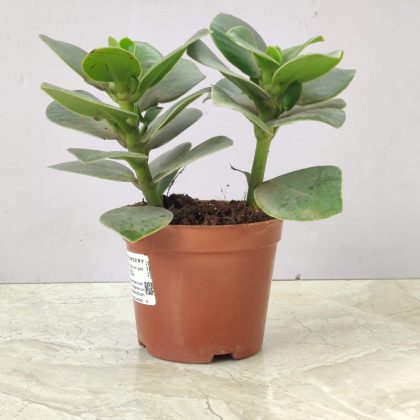 Clusia Rosea 8.5 cm pot