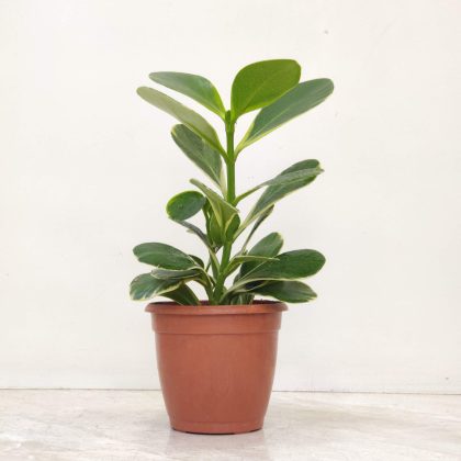 Clusia Rosea Variegated 12 cm pot