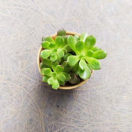 Coppertone Stonecrop Succulent 5.5 cm pot