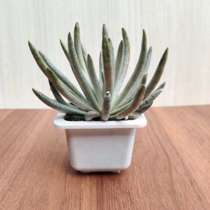 Cotyledon Orbiculata 'Grey Finger' 7 cm pot