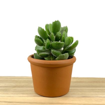 Cotyledon Tomentosa Bear Paw 7 cm pot