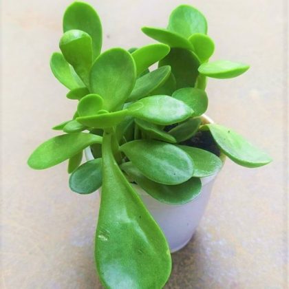 Crassula 'Money Maker' (Jade Plant) 7 cm pot