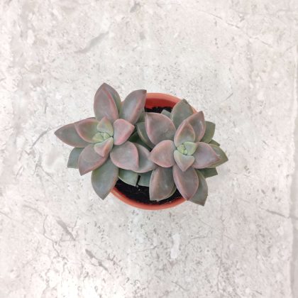 Creative Farmer Succulent Plant 5.5 cm pot