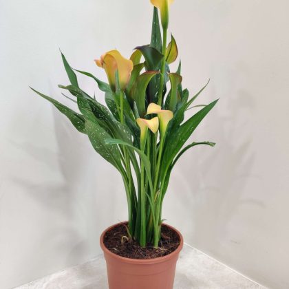Dark Orange Calla Lily 14.5 cm pot