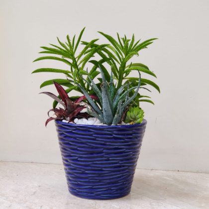 Decorative Plant In Ceramic Pot.002