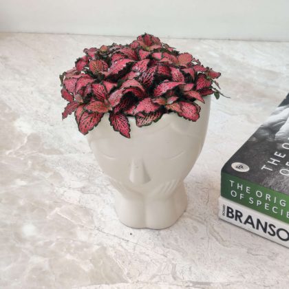 Decorative Plant In Ceramic Pot.004