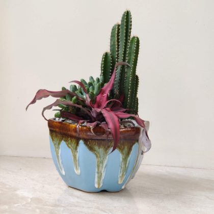 Decorative-Plant-In-Ceramic-