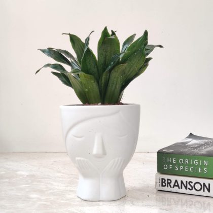Decorative Plant In Ceramic Pot.006