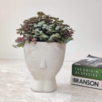 Decorative Plant In Ceramic Pot.007