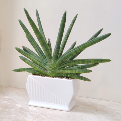 Decorative Plant In Ceramic Pot.10