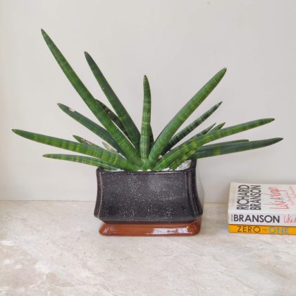 Decorative Plant In Ceramic Pot.11