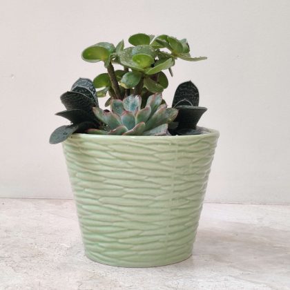 Decorative Plant In Ceramic Pot.13
