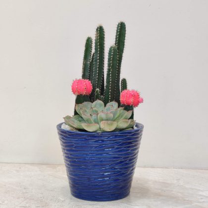 Decorative Plant In Ceramic Pot.16