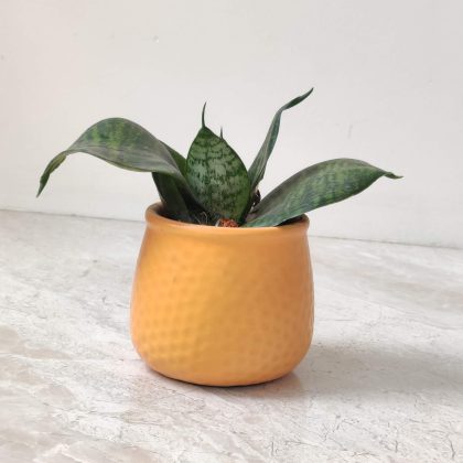 Decorative Plant In Ceramic Pot0..3