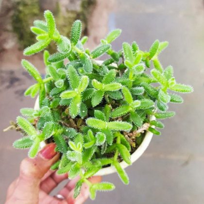 Delosperma Echinatum ( Pickel Plant ) 10 cm pot