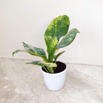 Dieffenbachia 'Paratoral Linden' Variegated 12 cm pot