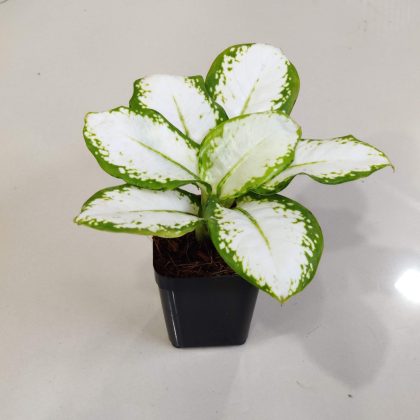 Dleffenbachla Amoena Delllah Surper Whlte 8.5 cm pot