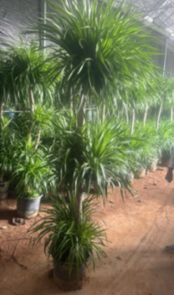 Dracaena 3 layer 2 meters