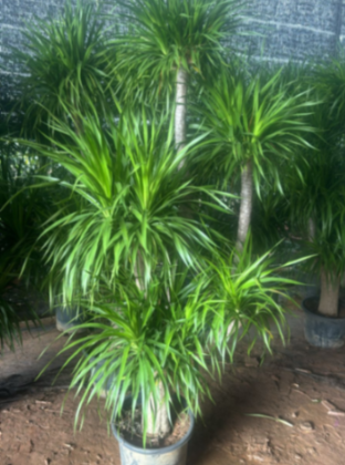 Dracaena.