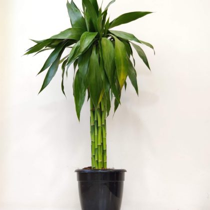 Dracaena Bundle Green 60 Cm Stick 15 cm pot