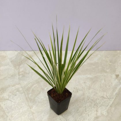 Dracaena Cloroma Green 8.5 cm pot