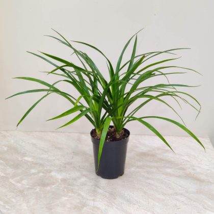 Dracaena Draco - 3 stems in 12 cm pot