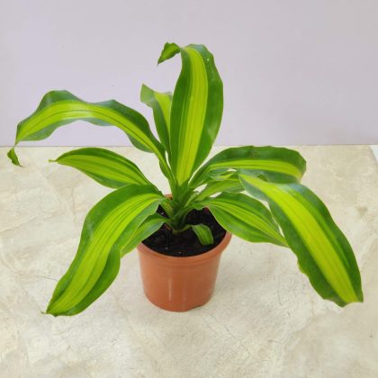 Dracaena Fragrans ‘Charley’ 12 cm pot