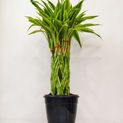 Dracaena Gold (Tower) in 15 cm pot