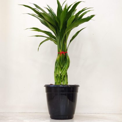 Dracaena Green 60 cm 12 Braided in 15 cm pot