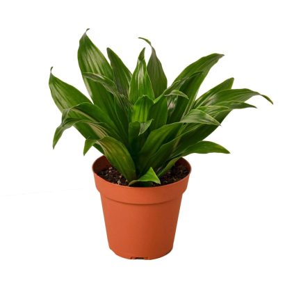 Dracaena 'Janet Craig' 10 cm pot