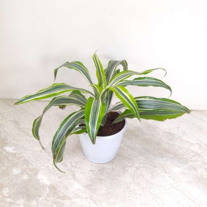 Dracaena Lemon Lime 12 cm pot