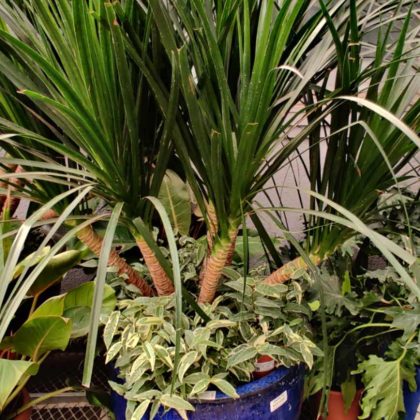Dracaena Plant.10
