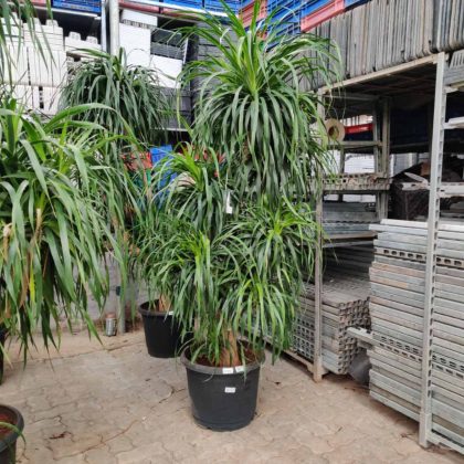 Dracaena Plant.11