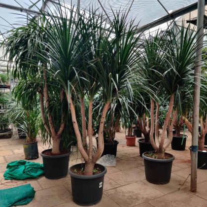 Dracaena Plant.12