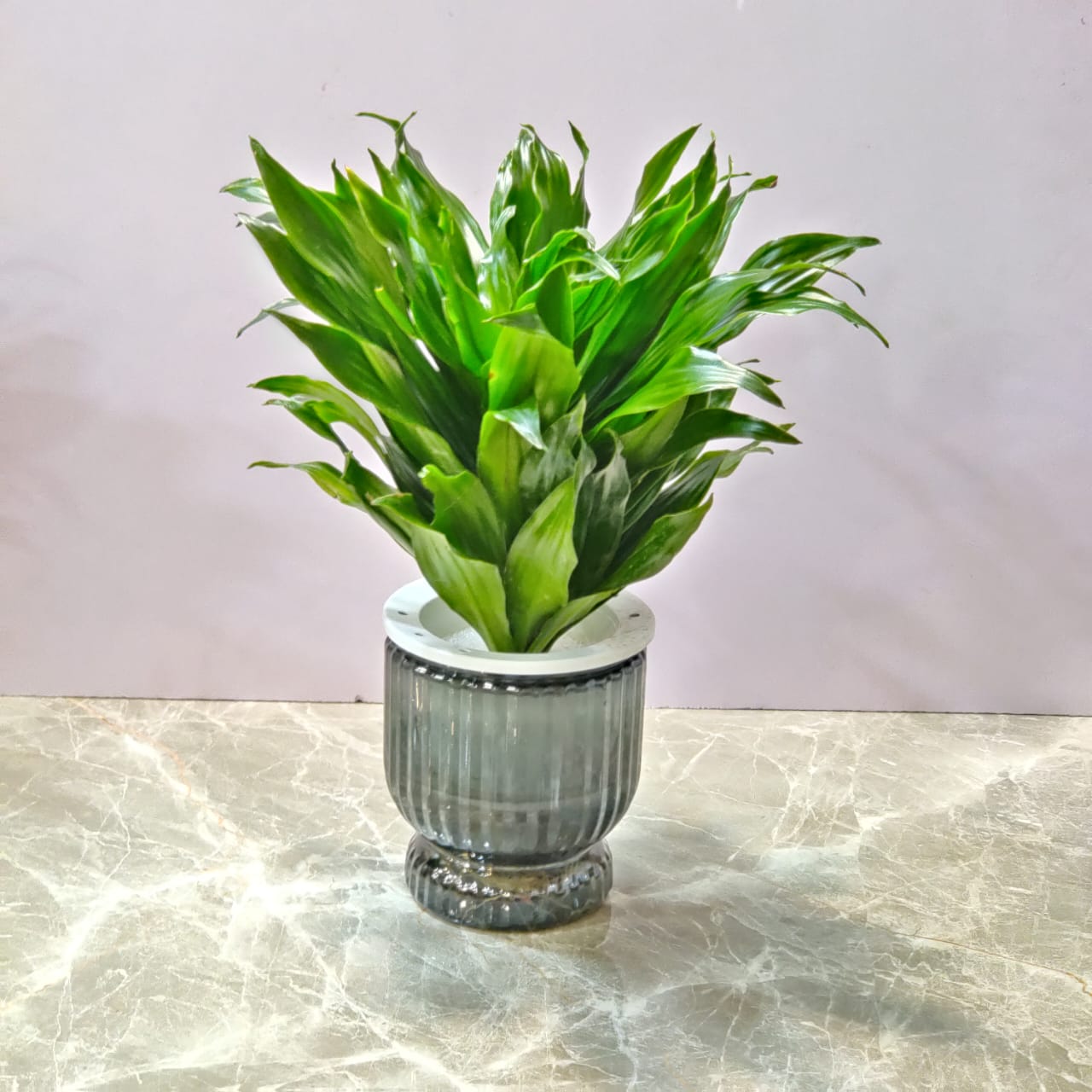 Dracaena Watering Plants 12 cm pot