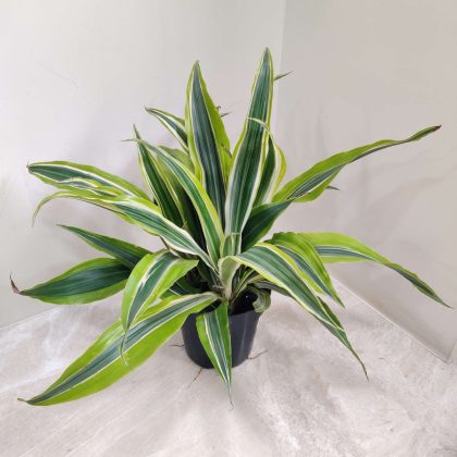 Dracaena lemon lime 13.5 cm pot
