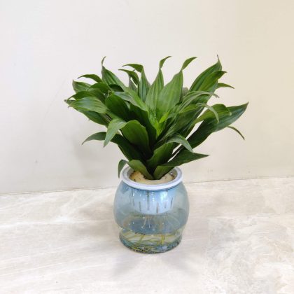 Dracaena watering plants