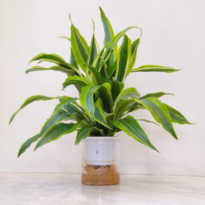 Draceana Watering Plants 12 cm pot