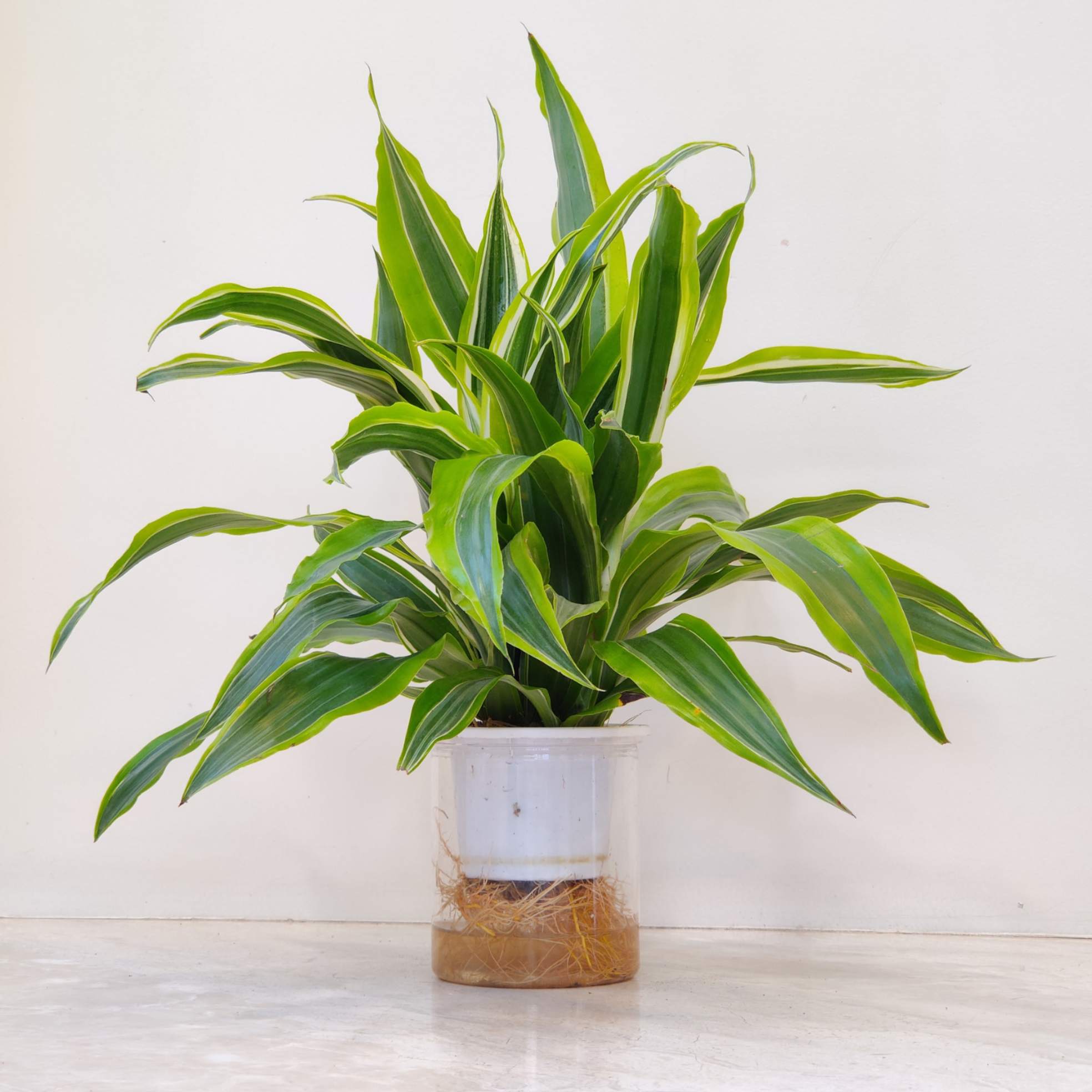 Draceana Watering Plants 12 cm pot