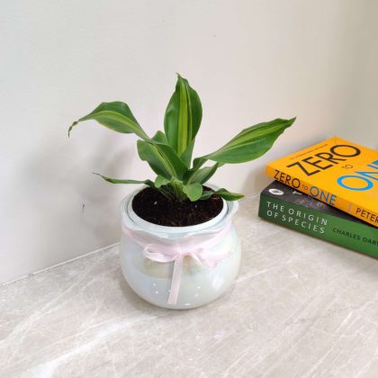 Dracena Darasingh in Shiny Ceramic Pot
