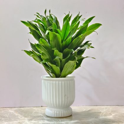 Drecean Watering Plants 12 cm Pot